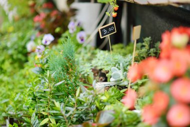 Ünlü Orvieto 'nun sokaklarında çiçekler, bir ortaçağ tepe kasabası, neredeyse dikey uçurum yüzleri üzerinde yükseliyor ve Umbria, İtalya' daki üzüm bağları ve şaraphaneleriyle çevrili.