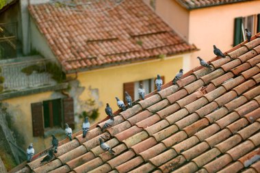 San Marino şehrinin çatısında oturan güvercinler. Yaz gün batımı.