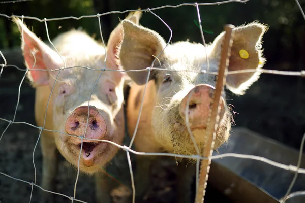 Dirty pigs grazing on a pig farm. Natural organic pig breeding. Farming. Snout in close up. Stockbreeding.
