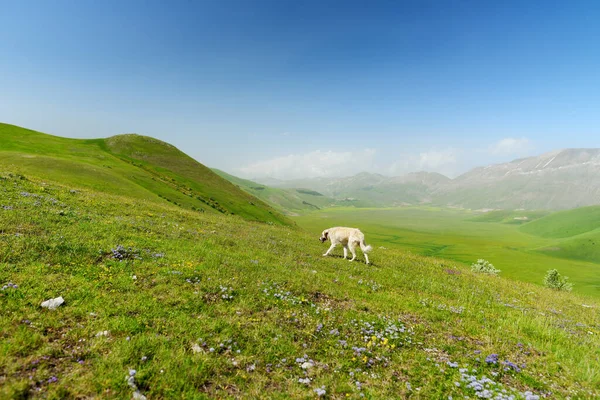 在Monti Sibillini山脉的一个巨大的岩溶高原Piano Grande上游荡的狗 意大利翁布里亚Monti Sibillini国家公园美丽的绿地 — 图库照片