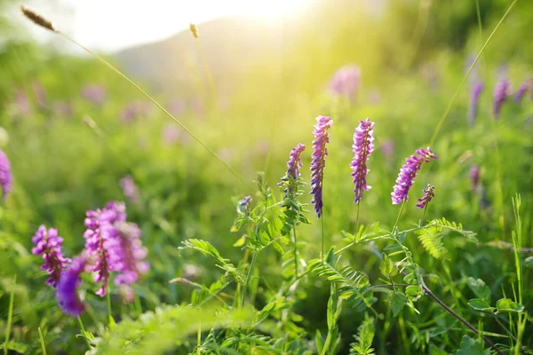 Dzikie Kwiaty Kwitnące Górach Monti Sibillini Piękne Zielone Pola Parku — Zdjęcie stockowe