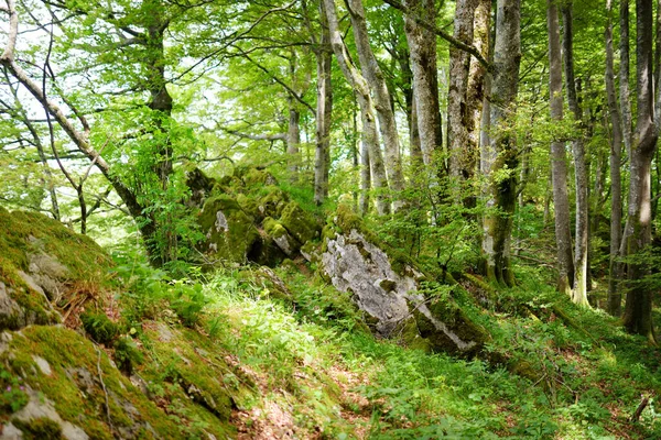 ヨーロッパ最大の森林の一つであるカセンティノの世俗的な森は 植物や動物が非常に豊富です ヴェルナ保護区 Chiusi デッラ ヴェルナ周辺の歩道 森林Casentinesi トスカーナ州 イタリア — ストック写真