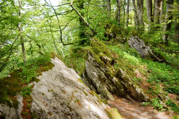 Floresta Secular Casentino Uma Das Maiores Florestas Europa Extraordinariamente Rica — Fotografia de Stock