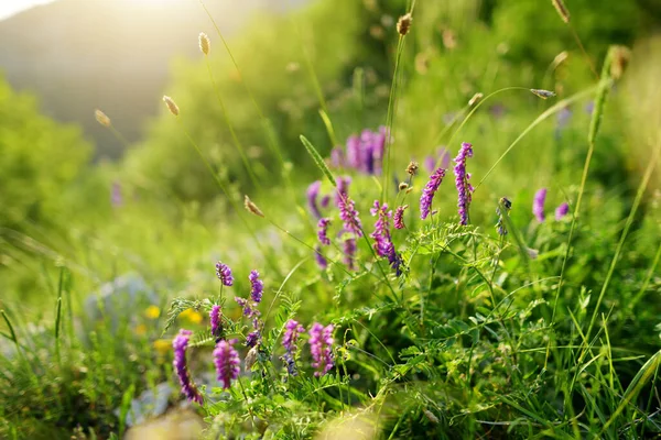 Monti Sibilini山に咲く野生の花 Monti Sibilini国立公園 ウンブリア イタリアの美しい緑のフィールド — ストック写真