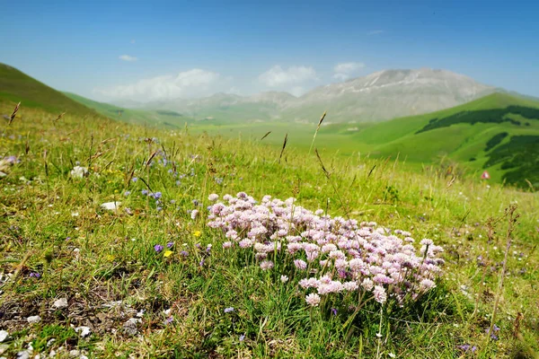 Fiori Selvatici Del Piano Grande Grande Altopiano Carsico Dei Monti — Foto Stock