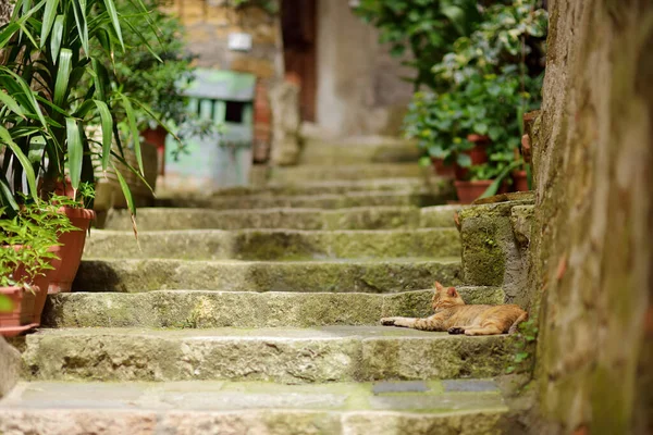 Cat Sleeping Street Sorano Ancient Medieval Hill Town Hanging Tuff — Stock Photo, Image