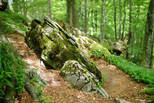 Casentino Laik Ormanı Avrupa Nın Büyük Ormanlarından Biri Flora Fauna — Stok fotoğraf