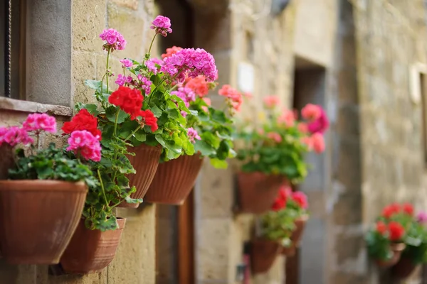 Fiori Strette Antiche Vie Della Famosa Cittadina Pitigliano Situata Cima — Foto Stock