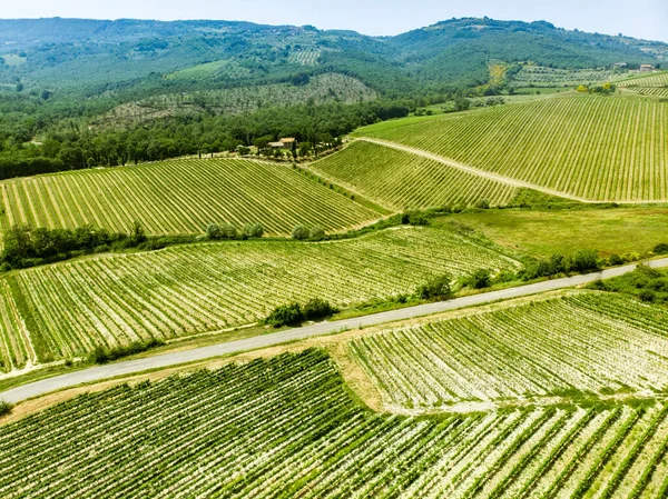 Vista Aérea Interminables Hileras Viñas Alrededor Ciudad Orvieto Viñedos Plantaciones —  Fotos de Stock