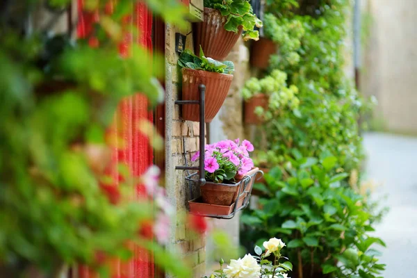 Bloemen Smalle Oude Straten Van Beroemde Stad Pitigliano Gelegen Top — Stockfoto
