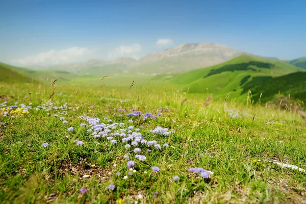 Fleurs Sauvages Piano Grande Grand Plateau Karstique Des Montagnes Monti — Photo