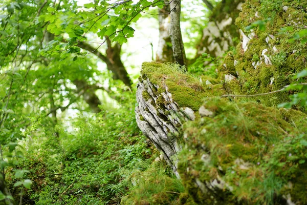 Floresta Secular Casentino Uma Das Maiores Florestas Europa Extraordinariamente Rica — Fotografia de Stock