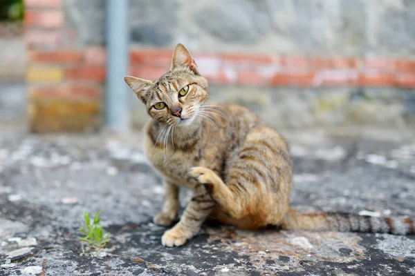 Cute Striped Cat Outdoors Nice Sunny Summer Day — Stock Photo, Image