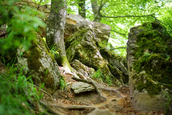 Bosque Secular Casentino Uno Los Bosques Más Grandes Europa Extraordinariamente — Foto de Stock