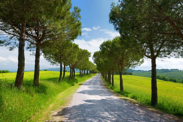 Driveway Italian Manor House Green Fields Toscana Pine Tree Alley — Stock Photo, Image