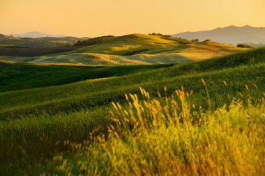 Ufukta küçük köyleri olan tarlaları ve tarlaları sabah görüşü göz kamaştırıcı. İtalya, Toskana 'nın kayan tepeleri, kıvrımlı yolları ve selvilerinin yaz manzarası.