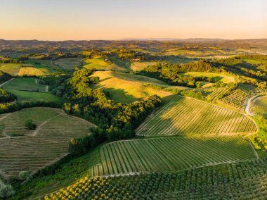 San Gimignano şehrinin etrafındaki sonsuz üzüm bağlarının havadan görünüşü. Üzüm bağları, üzüm bağları çoğunlukla Toskana, İtalya 'da şarap üretimi için yetiştirilir.