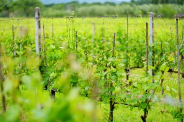 Montalcino kasabasının etrafındaki üzüm bağlarında şarap yetiştiriyor. Lezzetli şarap üretimiyle tanınıyor. Toskana, İtalya.