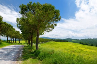 Toscana 'nın yeşil tarlaları arasındaki İtalyan malikanesine giden yol. Montepulciano, Tuscany, İtalya yakınlarındaki asfalt yol boyunca çam ağacı geçidi.
