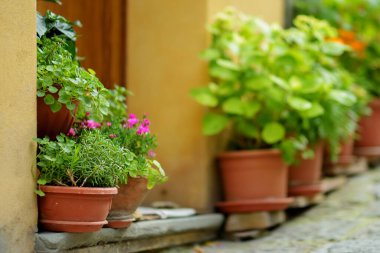 Montepulciano kasabasının dar eski sokaklarında saksılarda çiçekler, üzüm bağlarıyla çevrili bir kireçtaşının tepesinde. Vino Nobile şarap bölgesi. Toskana, İtalya.