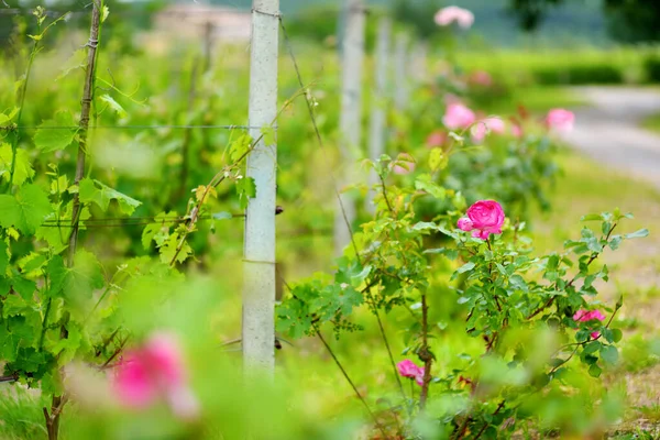 Culture Raisins Cuve Dans Les Vignobles Autour Ville Montalcino Connue — Photo