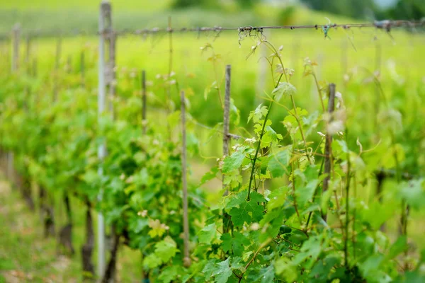 Montalcino Kasabasının Etrafındaki Üzüm Bağlarında Şarap Yetiştiriyor Lezzetli Şarap Üretimiyle — Stok fotoğraf