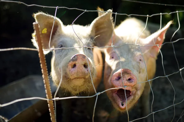 肮脏的猪在猪场里吃草天然有机猪繁殖 靠近点伸出手来畜牧业 — 图库照片