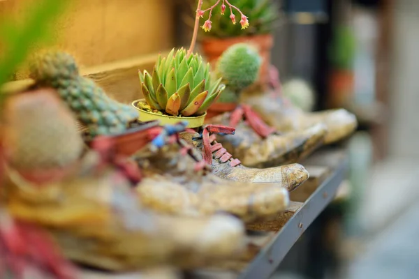 Bloemen Potten Smalle Oude Straatjes Van Montepulciano Stad Gelegen Top — Stockfoto