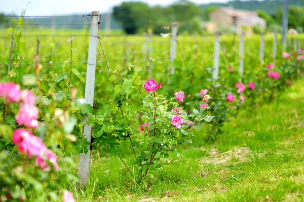 Montalcino Kasabasının Etrafındaki Üzüm Bağlarında Şarap Yetiştiriyor Lezzetli Şarap Üretimiyle — Stok fotoğraf