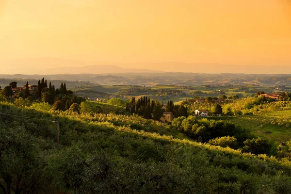 Endless Rows Grapevines San Gimignano Town Vineyards Plantations Grape Bearing — Stock Photo, Image