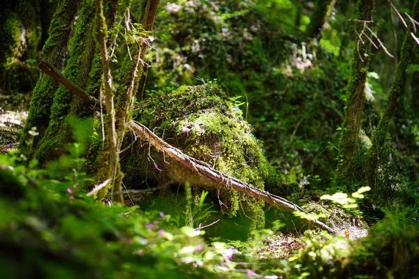 Botro Buchi Del Diavolo Devil Gorge Rocky Gorge Hiking Trail — Stock Photo, Image