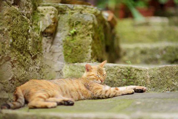 Kot Śpiący Ulicy Sorano Starożytnego Średniowiecznego Miasta Wzgórza Wiszącego Nad — Zdjęcie stockowe
