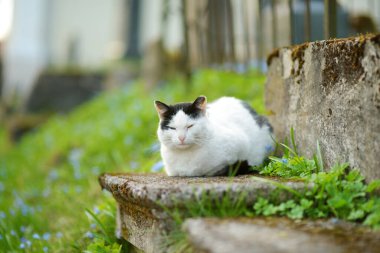 Güzel, siyah beyaz sokak kedisi güzel ve güneşli bir yaz gününde dışarıda.