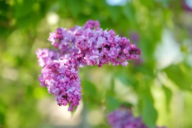 Yeşil yaprakların arka planında mor bir leylak dalı. Doğada güzellik.