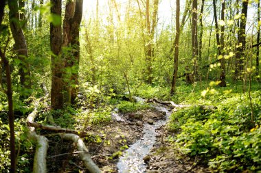 Dar akarsu ilkbaharın başlarında sık yeşil ormanlarda dolaştı.