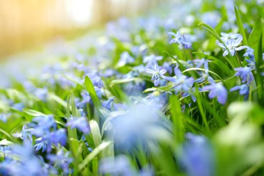 Alpine Hill 'deki bahar bahçesinde Scilla çiçekleri açıyor. Güneşli bir günde güzel mavi bahar çiçekleri.