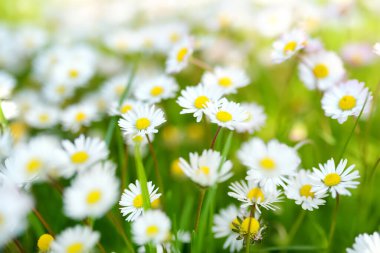 Baharda yeşil çimlerin üzerinde çiçek açan beyaz papatyalarla dolu güzel bir çayır. Papatyalarla bezenmiş. Bellis perennis.