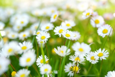 Beautiful meadow in springtime full of flowering white common daisies on green grass. Lawn with daisies. Bellis perennis. clipart