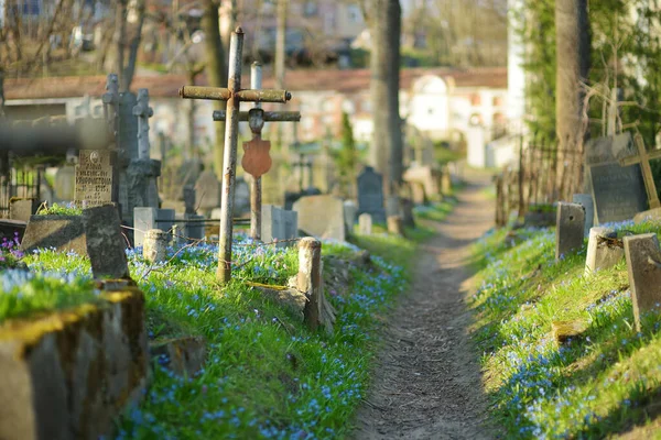 Vilnius Lithuania April 2021 Blue Scilla Siberica Spring Flowers Blossoming — Stock Photo, Image