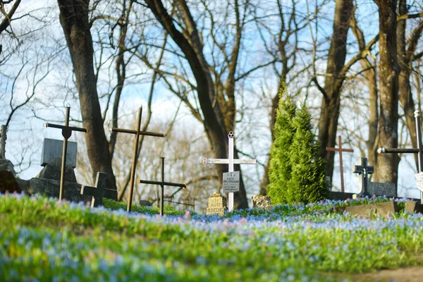 ヴィリニュス リトアニア エイプリル15 2021 4月の晴れた日には リトアニアのヴィリニュスで最も古い3つの墓地の1つであるベルナルダン墓地に青いシベリカの春の花が咲きます — ストック写真