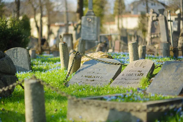 伊利诺斯州维尔纽斯 2021年4月15日 四月的阳光灿烂的一天 在立陶宛维尔纽斯三个最古老的墓地之一 伯尔纳丁墓地 蓝色的西贝里卡春花盛开 — 图库照片