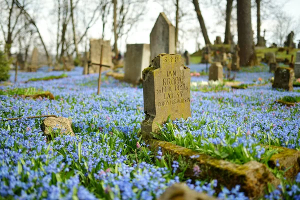 Vilnius Lithuania April 2021 Blue Scilla Siberica Spring Flowers Blossoming — Stock Photo, Image