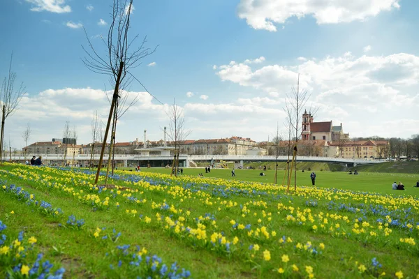 伊利诺斯州维尔纽斯 2021年4月17日 一排排美丽的黄色水仙花和蓝色的天鹅在春日开花 立陶宛维尔纽斯盛开的Narcissi和木制刺猬 — 图库照片
