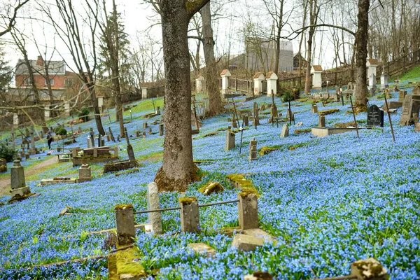 伊利诺斯州维尔纽斯 2021年4月15日 四月的阳光灿烂的一天 在立陶宛维尔纽斯三个最古老的墓地之一 伯尔纳丁墓地 蓝色的西贝里卡春花盛开 — 图库照片