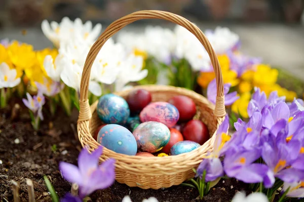 Kleurrijke Paaseieren Een Mandje Tussen Krokusbloemen Pasen Buiten Vieren — Stockfoto