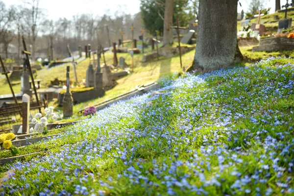 Blaue Scilla Siberica Frühlingsblumen Blühen Einem Sonnigen Tag April Auf — Stockfoto