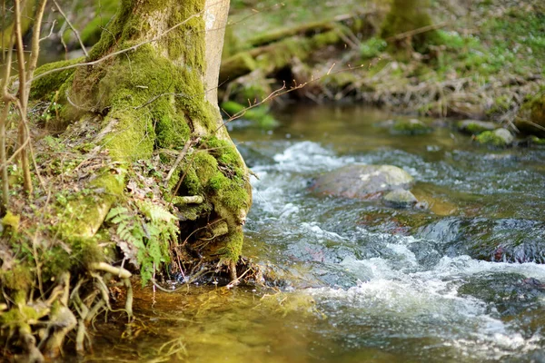 Úzký Potok Vinoucí Hustým Zeleným Lesem Začátku Jara — Stock fotografie