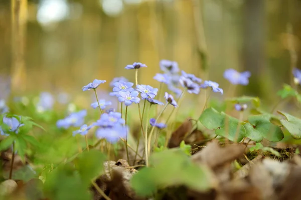 Hepatica Λουλούδι Ανθίζει Νωρίς Την Άνοιξη Στο Δάσος Ομορφιά Στη — Φωτογραφία Αρχείου
