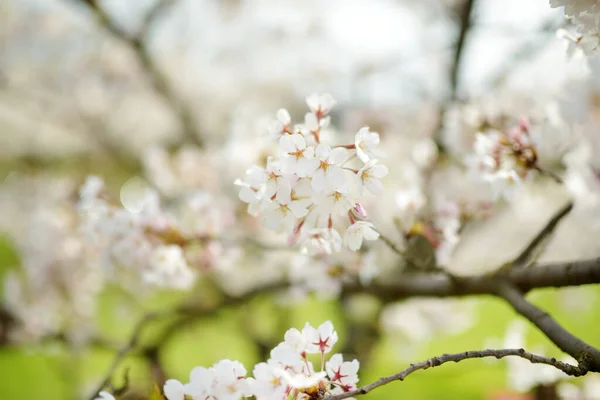 Beautiful Cherry Tree Blossoming Spring Beauty Nature Tender Cherry Branches — Stock Photo, Image