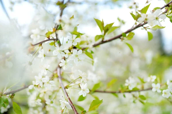 春には美しい桜が咲きます 自然の美しさ 春の晴れた日に屋外で公開桜の枝 — ストック写真